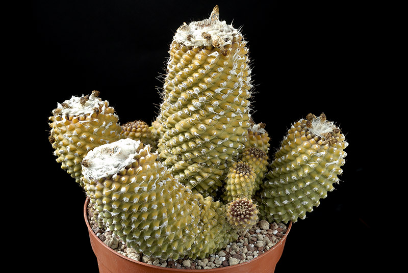 Copiapoa tenuissima D. 20 H. 16 € 110.00.jpg